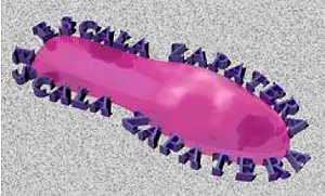 soft zapateria1